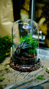 Terrarium Workshop Restalgic Atelier