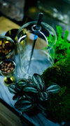 Terrarium Workshop Restalgic Atelier